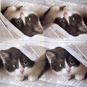 Kotě v novinách