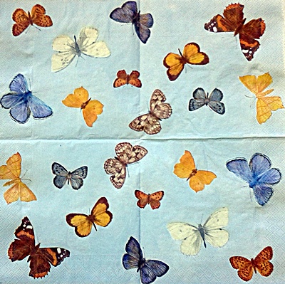 Motýlci